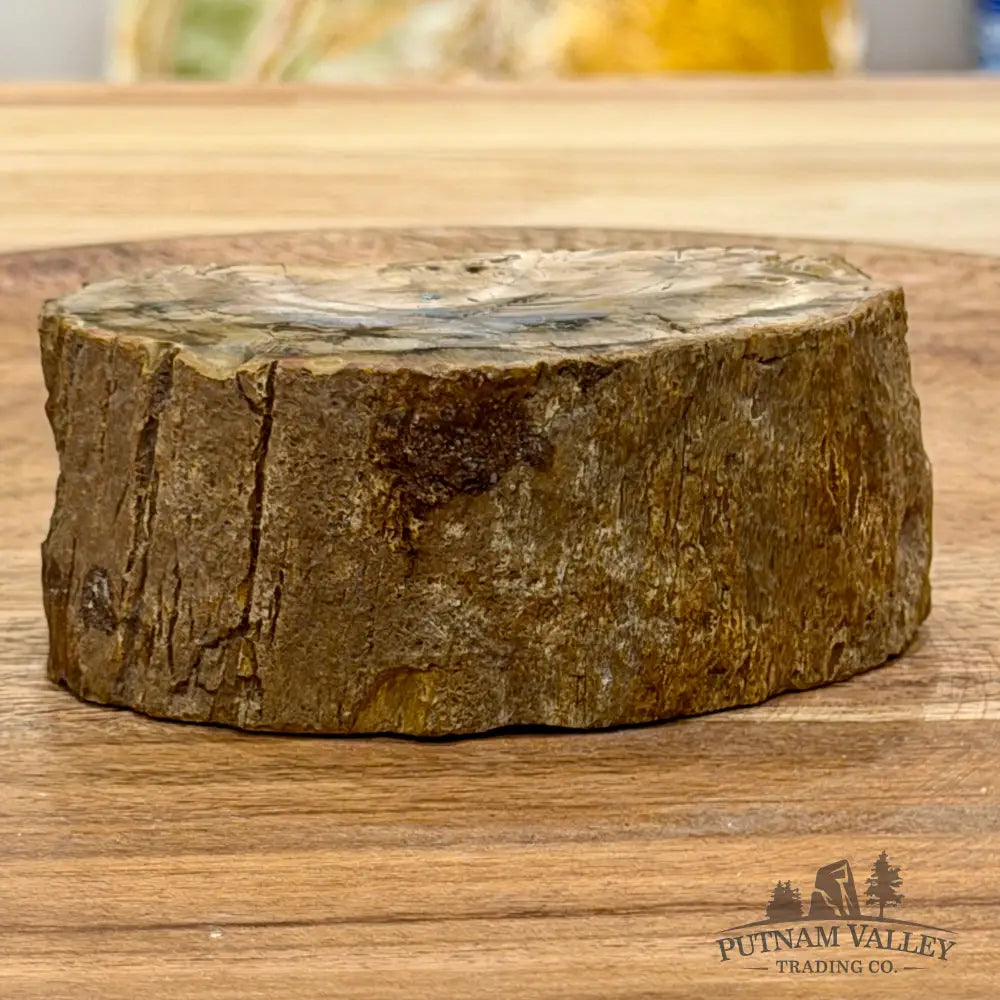 Petrified Wood Mini Stump Accent 3.2’’ - Free Standing Accent