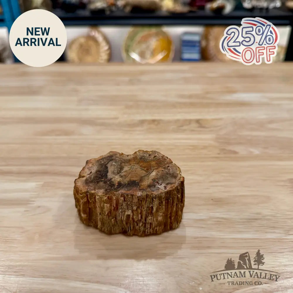 Petrified Wood Mini Stump Accent 3.25’’ - Accent