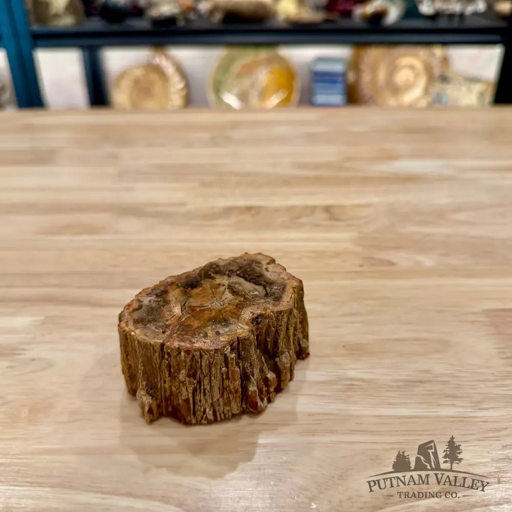Petrified Wood Mini Stump Accent 3.25’’ - Accent