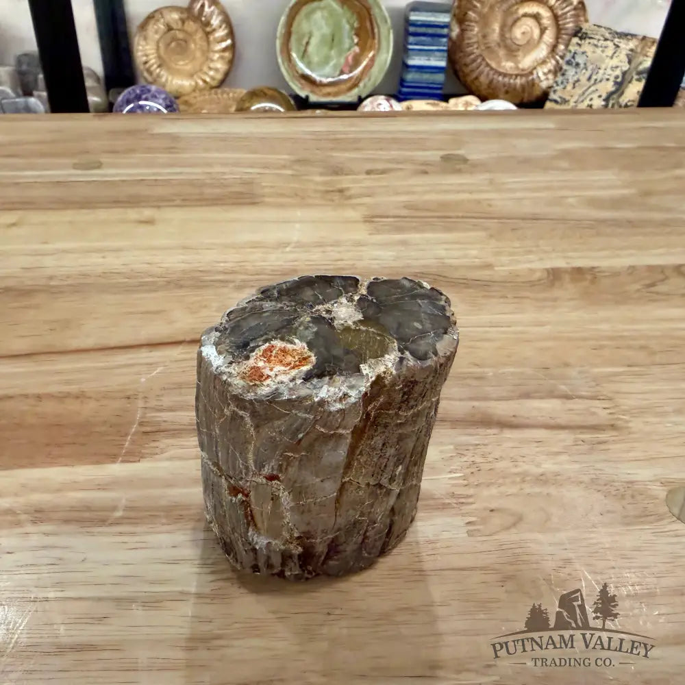 Petrified Wood Mini Stump Accent 3.29’’ - Accent