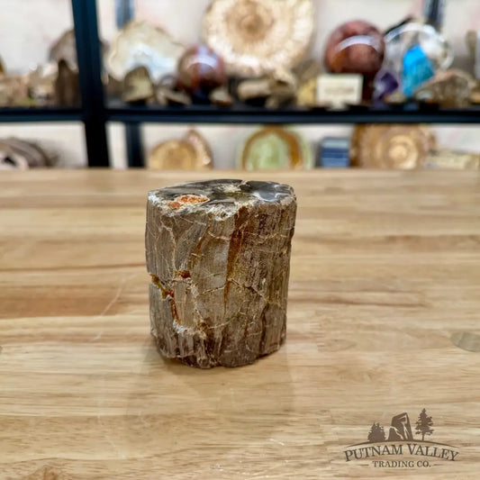 Petrified Wood Mini Stump Accent 3.29’’ - Accent