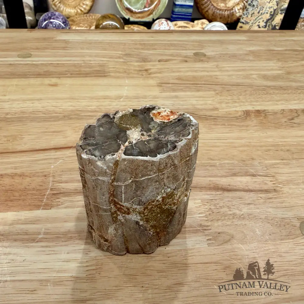 Petrified Wood Mini Stump Accent 3.29’’ - Accent