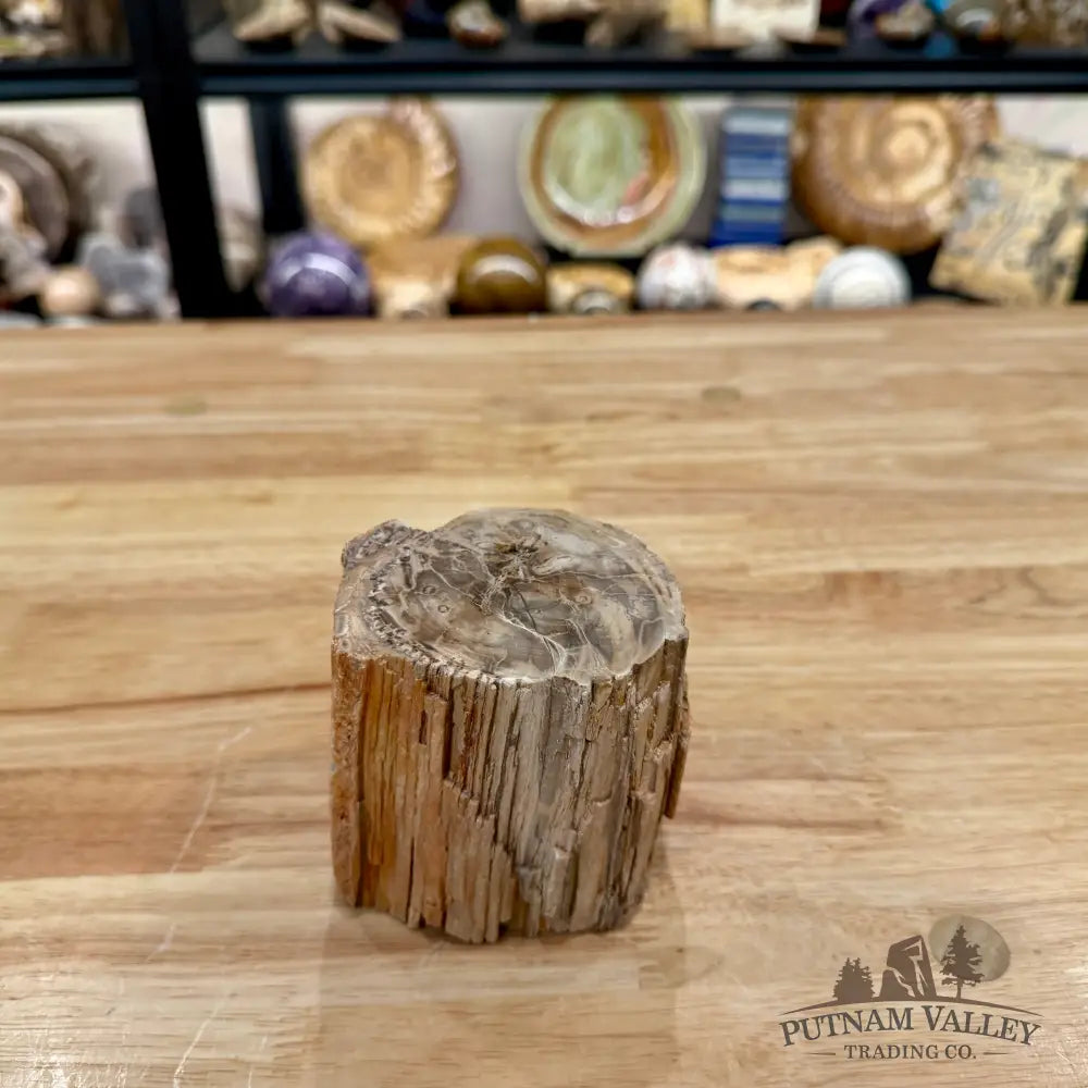 Petrified Wood Mini Stump Accent 3.34’’ - Accent
