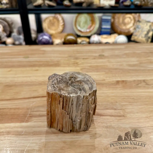 Petrified Wood Mini Stump Accent 3.34’’ - Accent