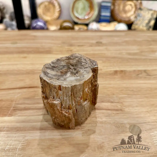 Petrified Wood Mini Stump Accent 3.34’’ - Accent