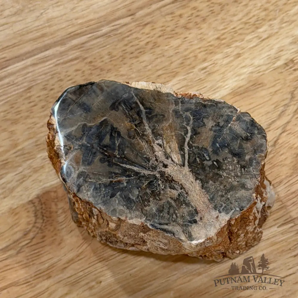Petrified Wood Mini Stump Accent 3.4’’ - Accent