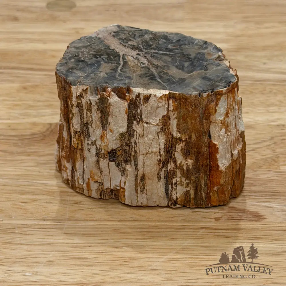 Petrified Wood Mini Stump Accent 3.4’’ - Accent