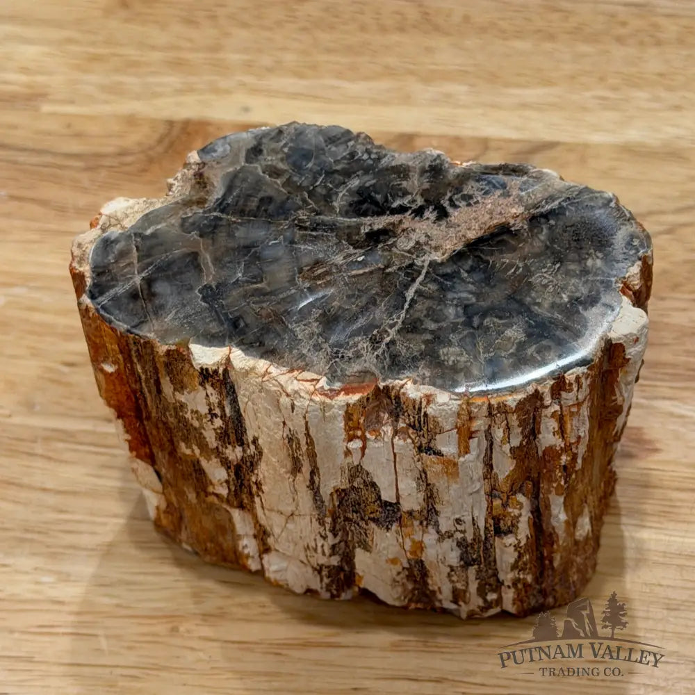 Petrified Wood Mini Stump Accent 3.4’’ - Accent