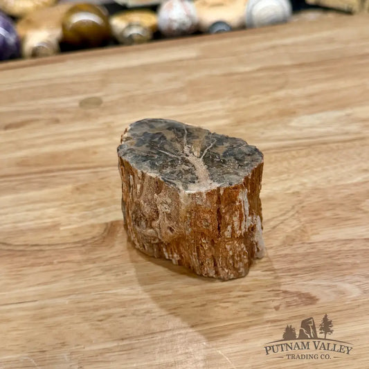 Petrified Wood Mini Stump Accent 3.4’’ - Accent