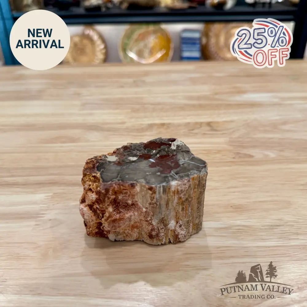 Petrified Wood Mini Stump Accent 3.3’’ - Accent