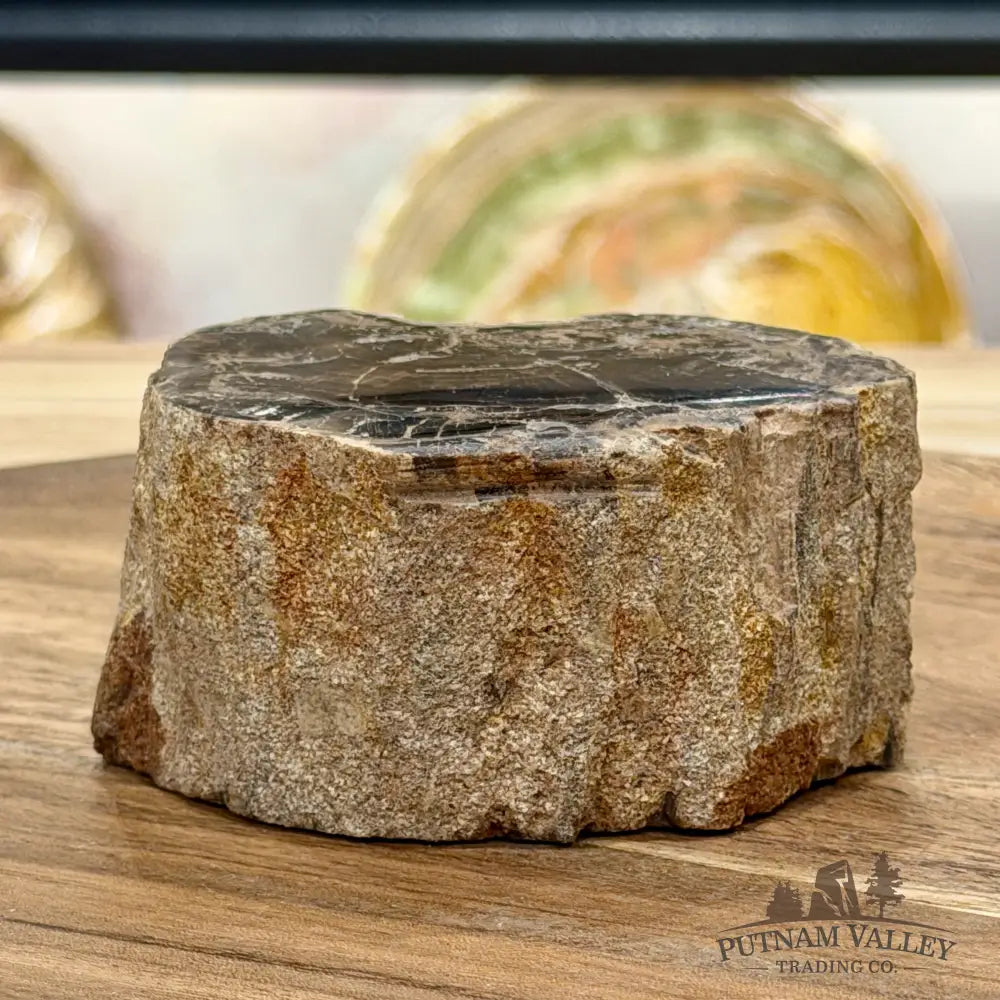 Petrified Wood Mini Stump Accent 3.45’’ - Free Standing Accent
