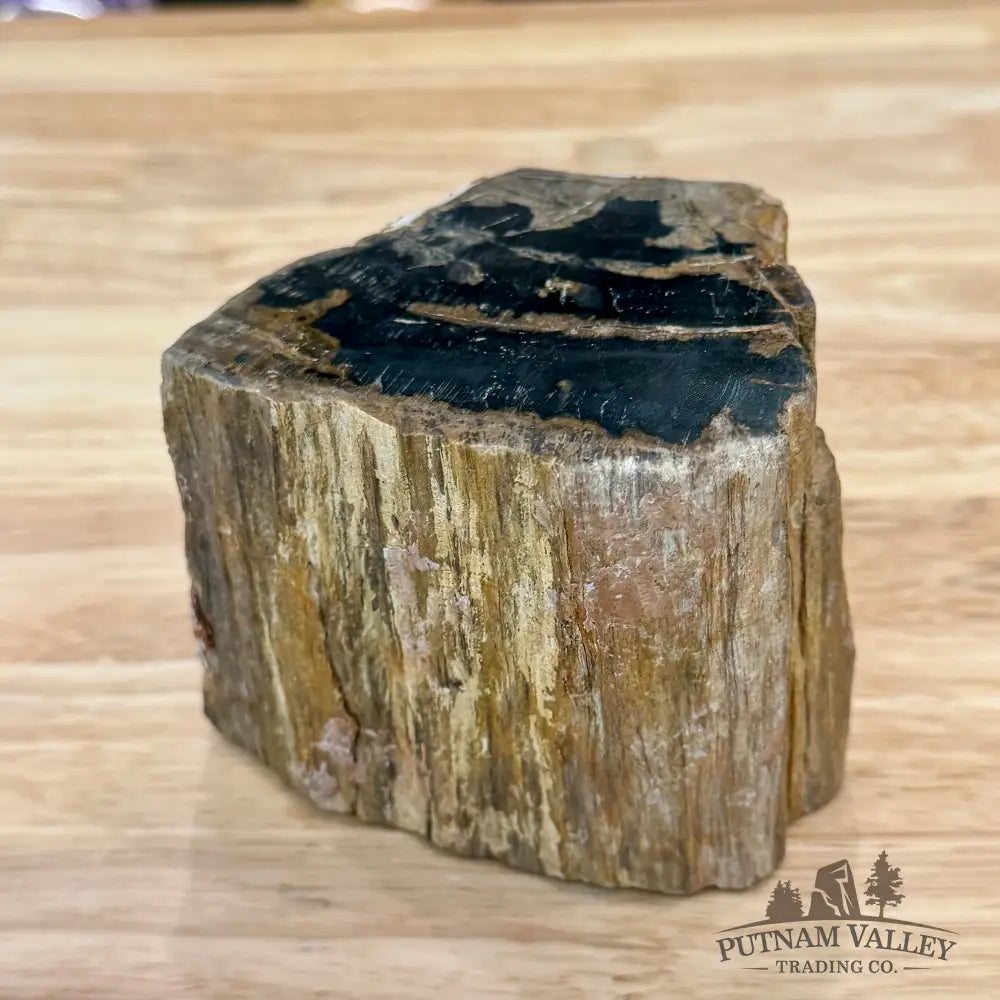 Petrified Wood Mini Stump Accent 3.5’’ - Accent