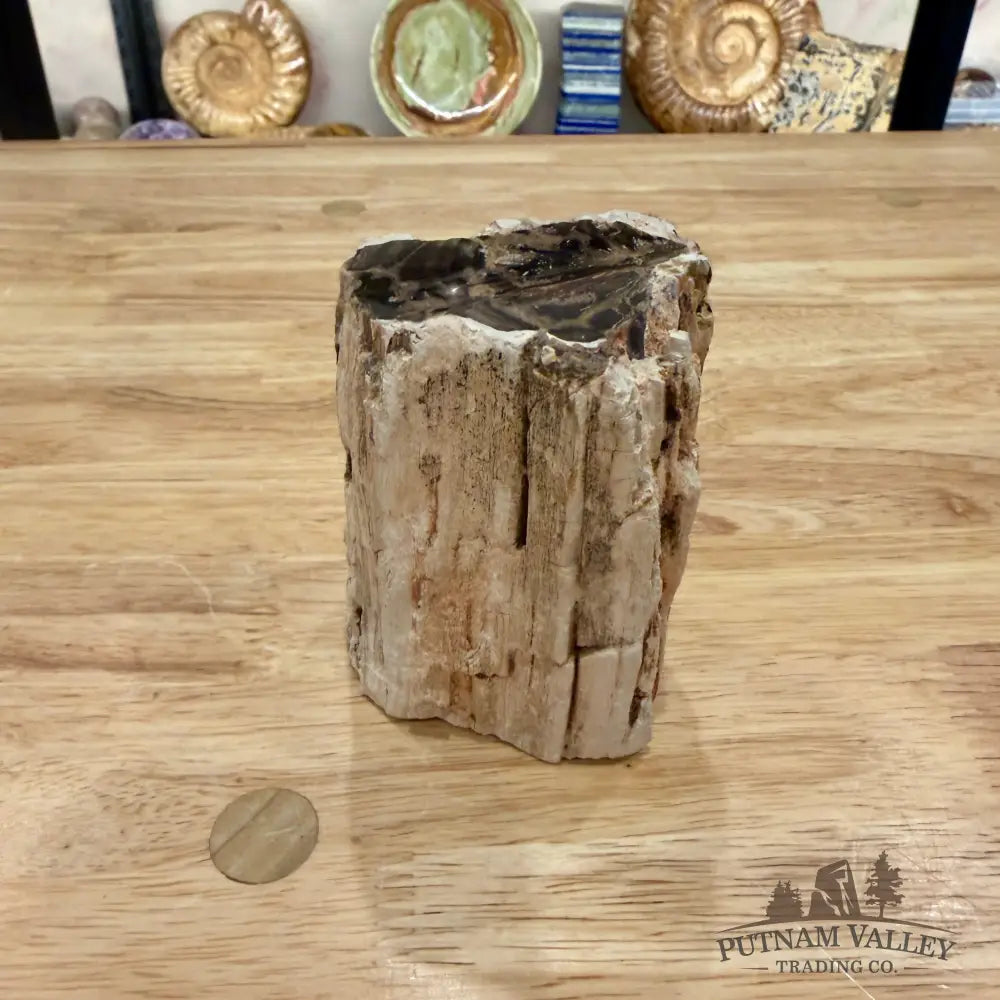 Petrified Wood Mini Stump Accent 3.5’’ - Accent