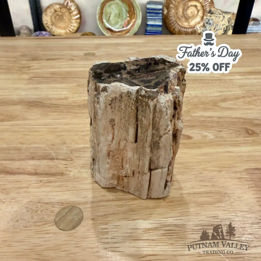 Petrified Wood Mini Stump Accent 3.5’’ - Accent