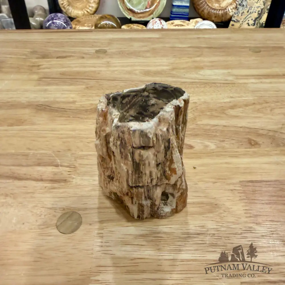Petrified Wood Mini Stump Accent 3.5’’ - Accent