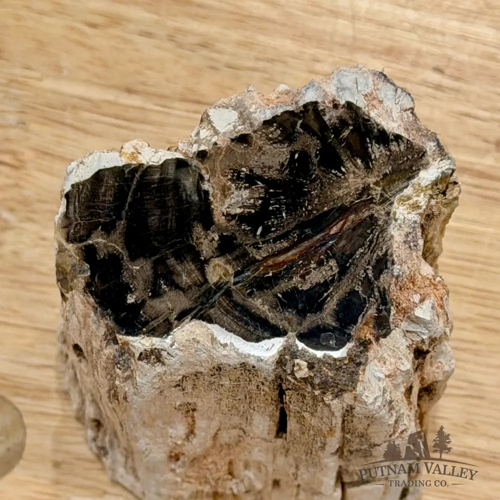 Petrified Wood Mini Stump Accent 3.5’’ - Accent