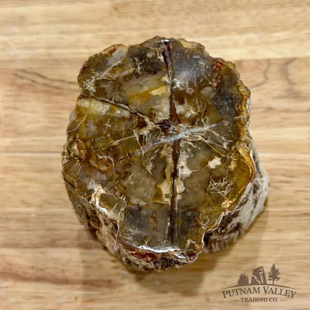 Petrified Wood Mini Stump Accent 3.5’’ - Accent