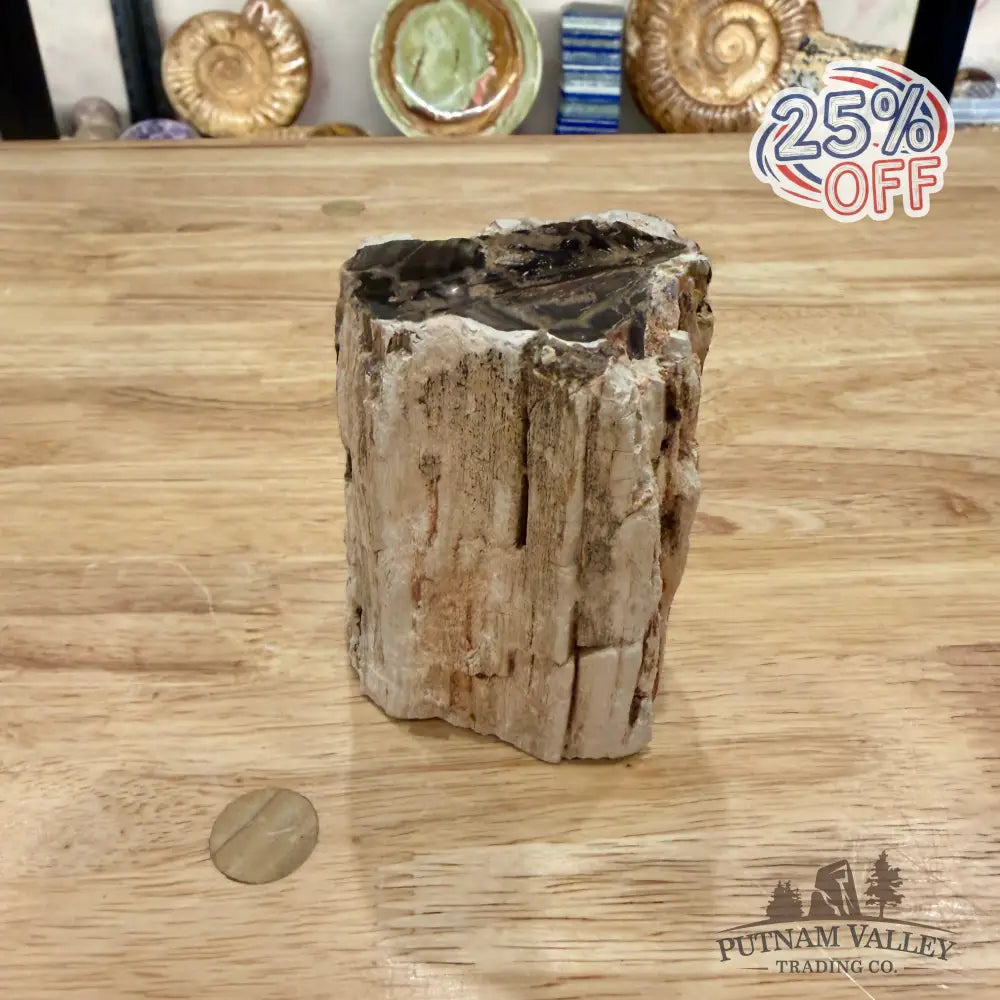 Petrified Wood Mini Stump Accent 3.5’’ - Accent