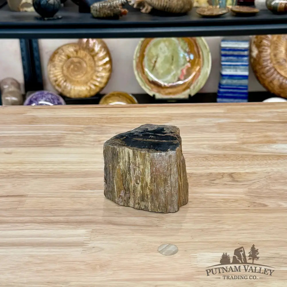 Petrified Wood Mini Stump Accent 3.5’’ - Accent