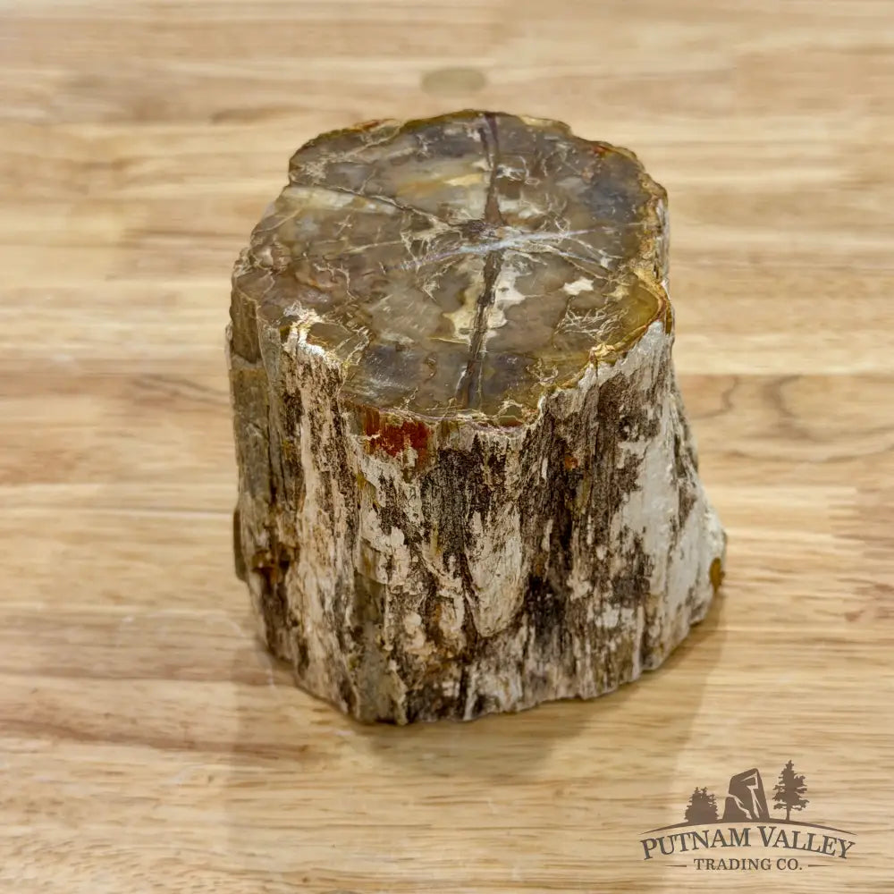 Petrified Wood Mini Stump Accent 3.5’’ - Accent