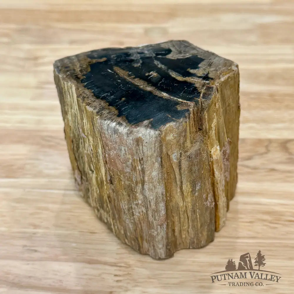 Petrified Wood Mini Stump Accent 3.5’’ - Accent