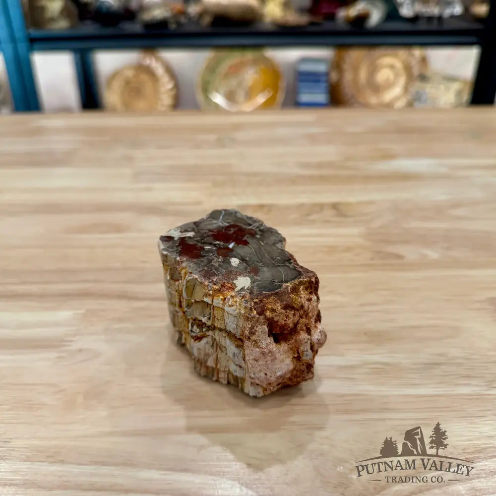 Petrified Wood Mini Stump Accent 3.3’’ - Accent