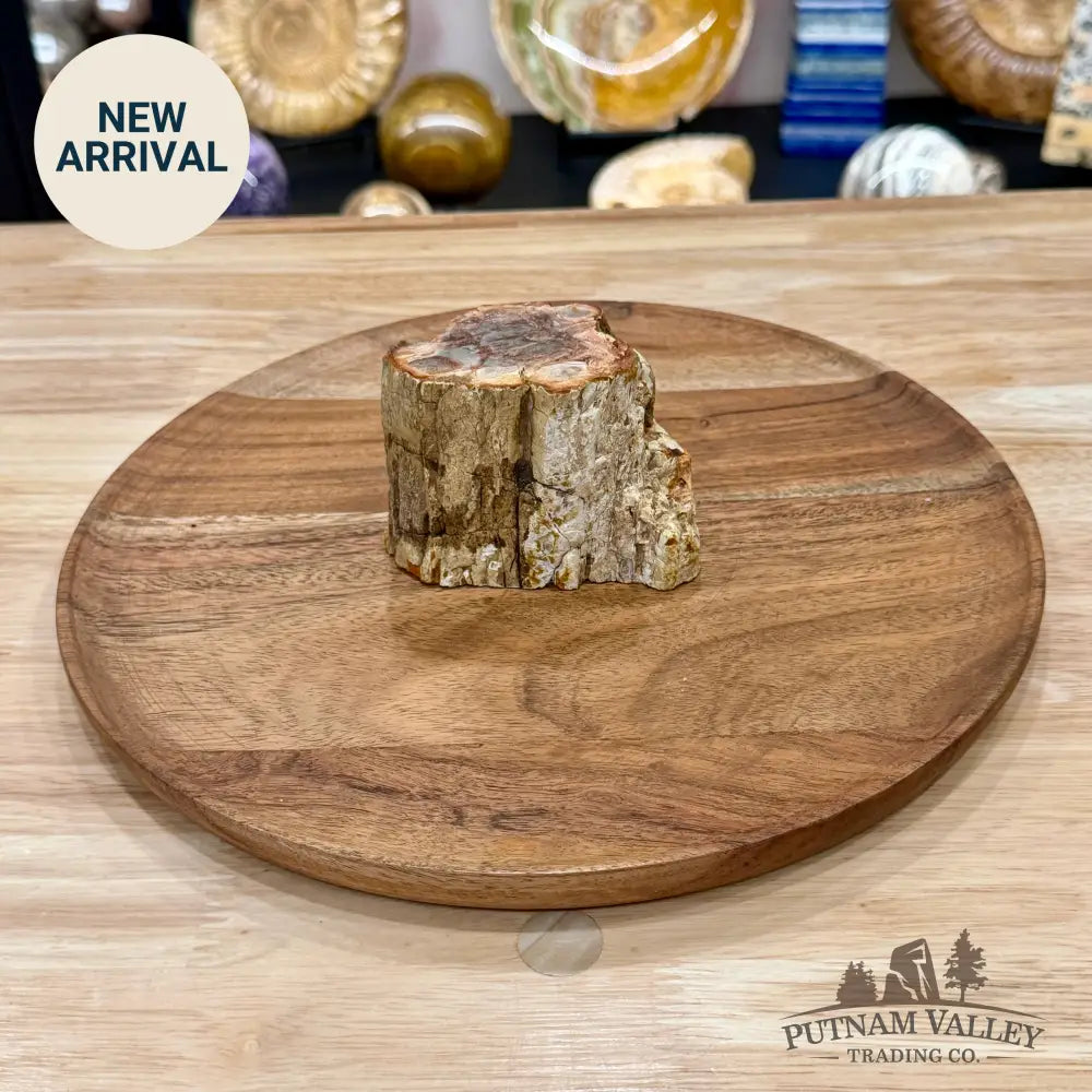 Petrified Wood Mini Stump Accent 3.58’’ - Free Standing Accent