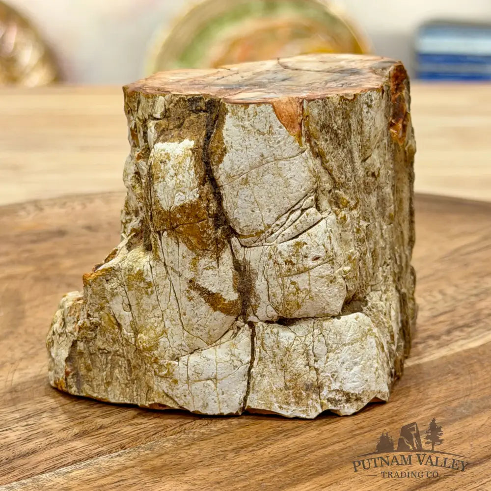 Petrified Wood Mini Stump Accent 3.58’’ - Free Standing Accent