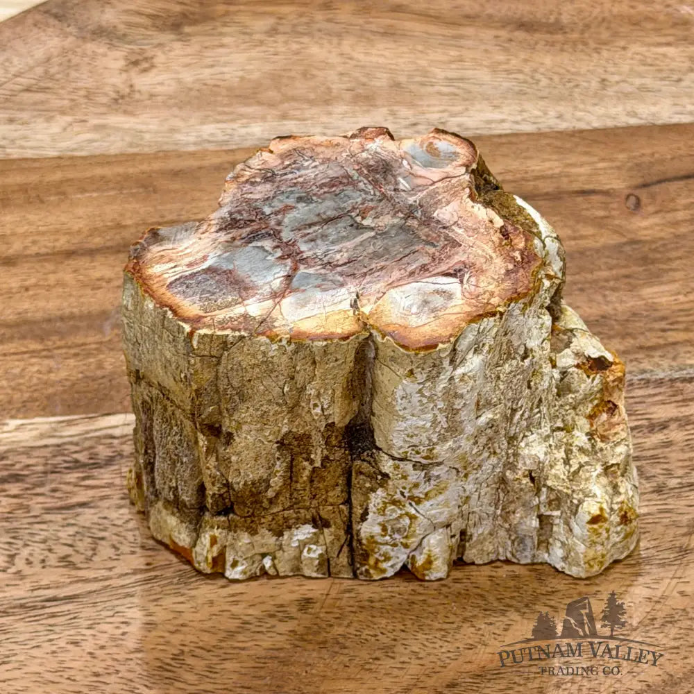 Petrified Wood Mini Stump Accent 3.58’’ - Free Standing Accent