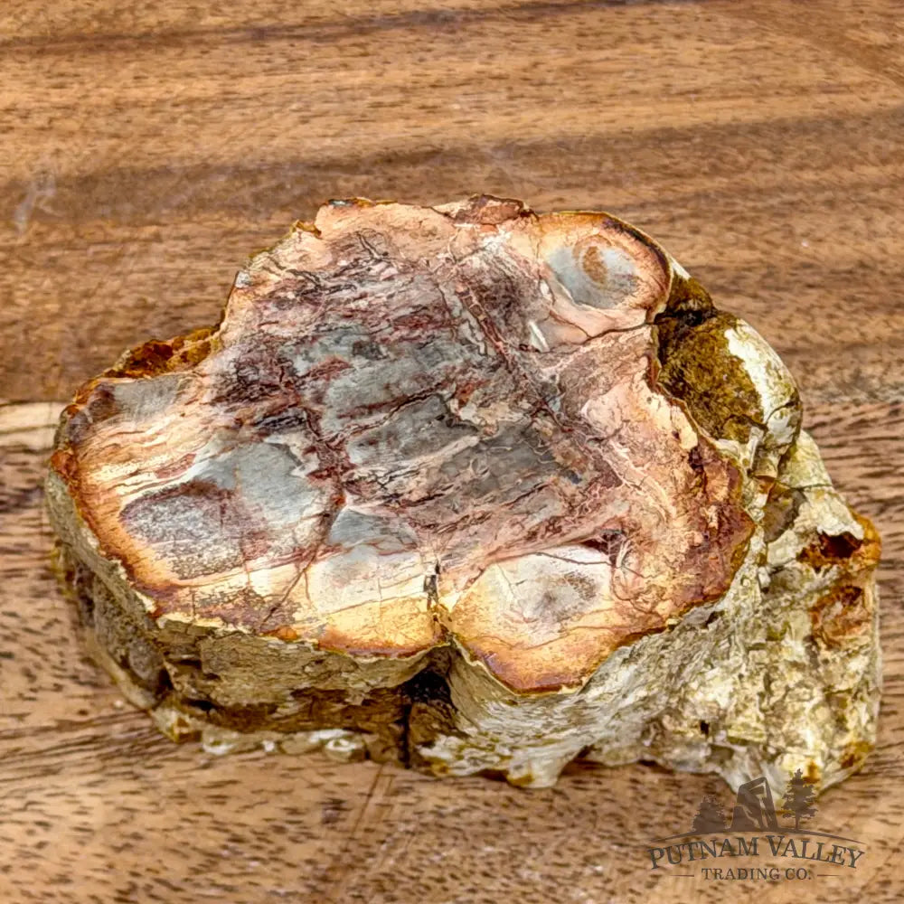 Petrified Wood Mini Stump Accent 3.58’’ - Free Standing Accent