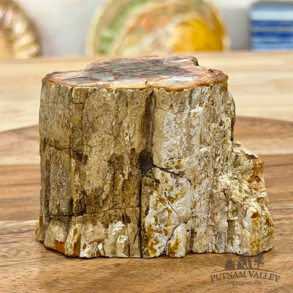 Petrified Wood Mini Stump Accent 3.58’’ - Free Standing Accent