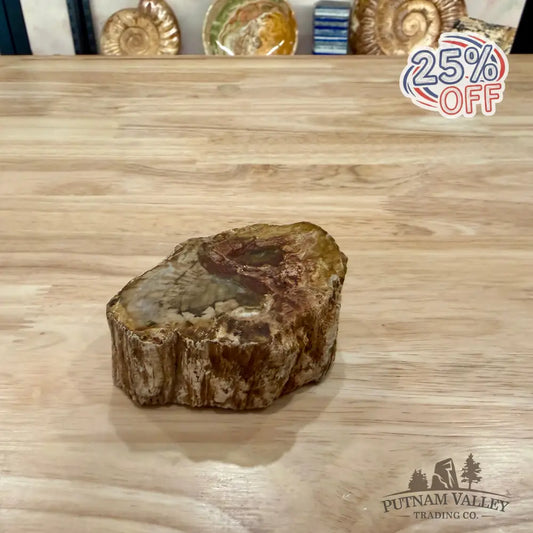 Petrified Wood Mini Stump Accent 3.63’’ - Accent