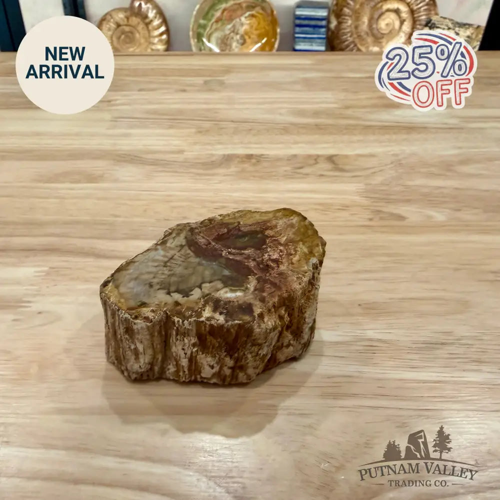Petrified Wood Mini Stump Accent 3.63’’ - Accent