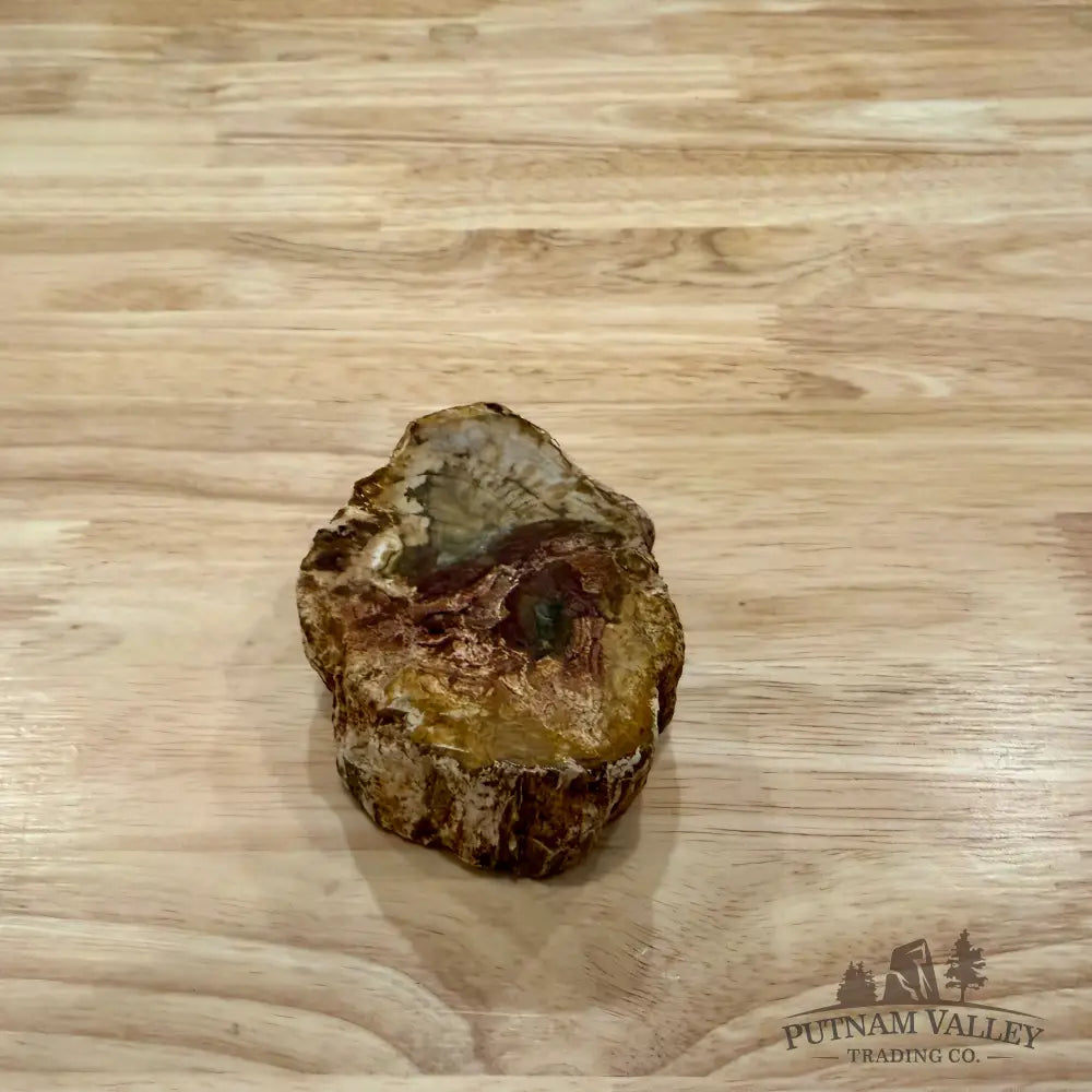 Petrified Wood Mini Stump Accent 3.63’’ - Accent