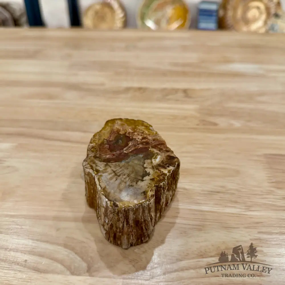 Petrified Wood Mini Stump Accent 3.63’’ - Accent