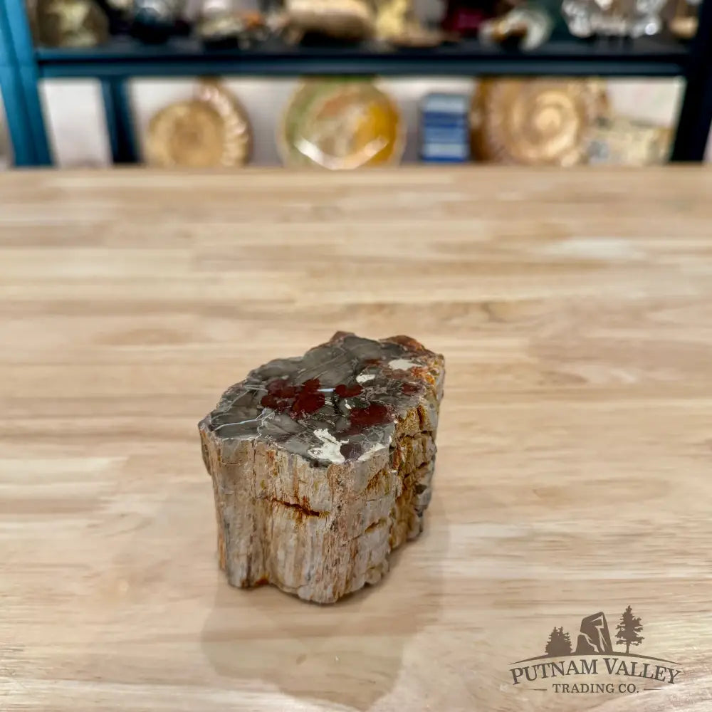 Petrified Wood Mini Stump Accent 3.3’’ - Accent