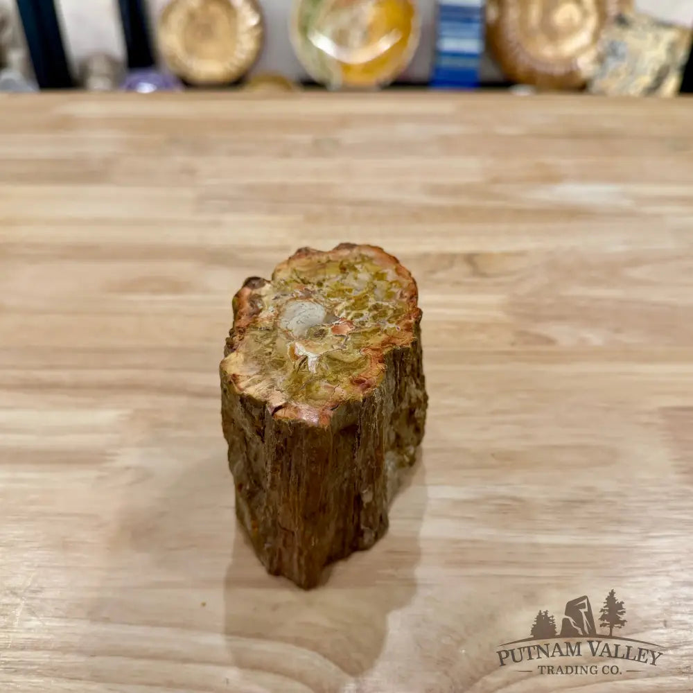 Petrified Wood Mini Stump Accent 3.7’’ - Accent