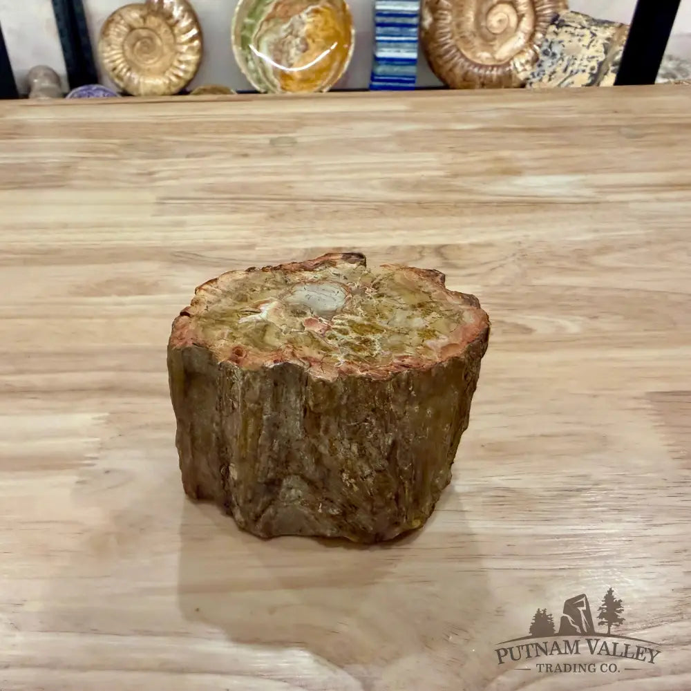 Petrified Wood Mini Stump Accent 3.7’’ - Accent