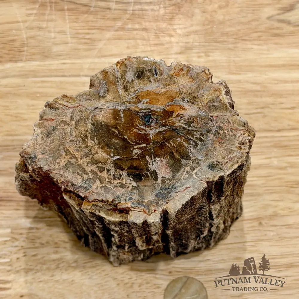 Petrified Wood Mini Stump Accent 3.7’’ - Accent