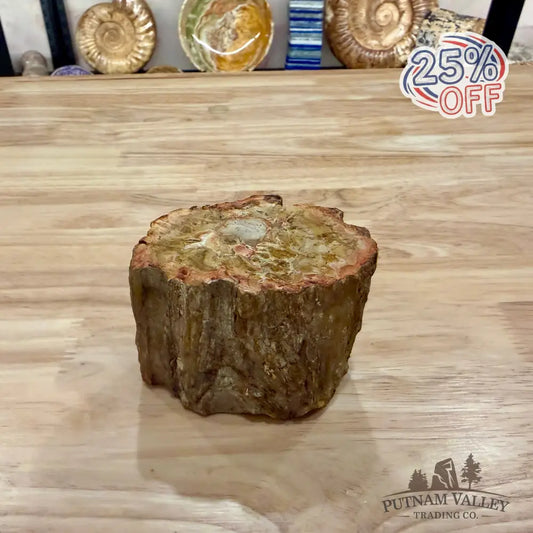 Petrified Wood Mini Stump Accent 3.7’’ - Accent