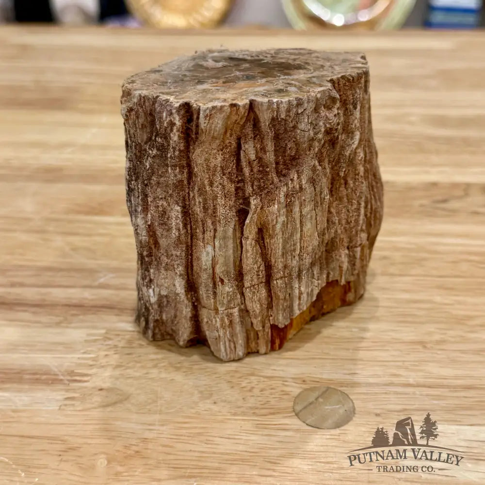Petrified Wood Mini Stump Accent 3.7’’ - Accent