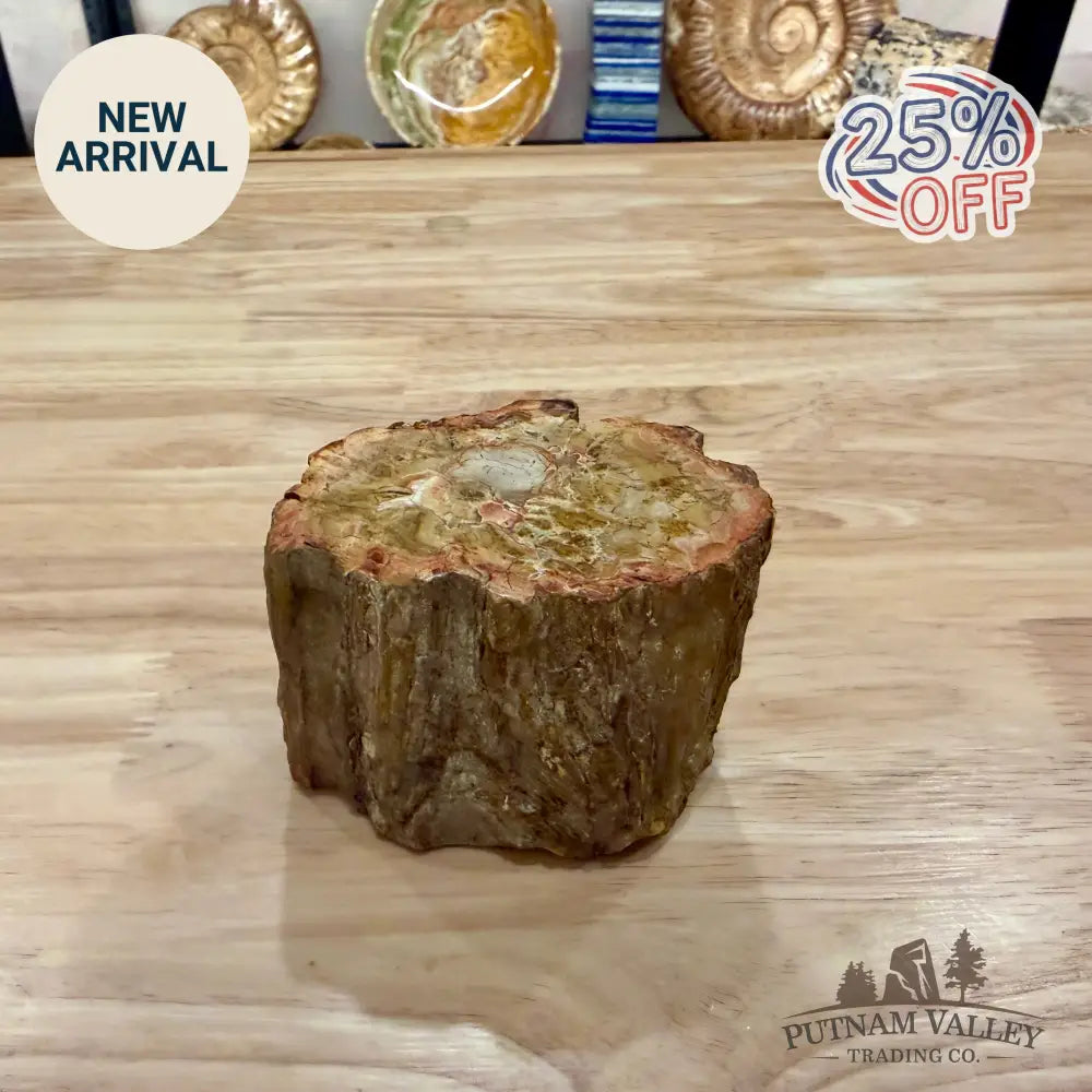 Petrified Wood Mini Stump Accent 3.7’’ - Accent