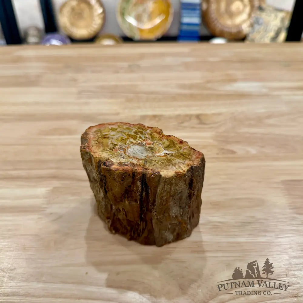 Petrified Wood Mini Stump Accent 3.7’’ - Accent