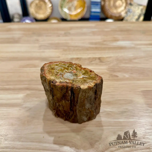 Petrified Wood Mini Stump Accent 3.7’’ - Accent