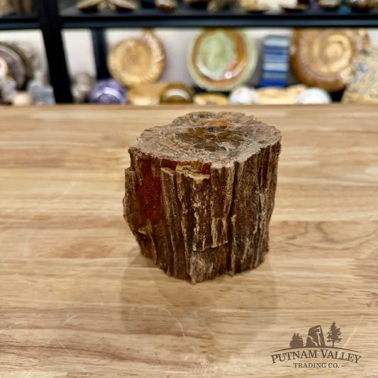 Petrified Wood Mini Stump Accent 3.7’’ - Accent