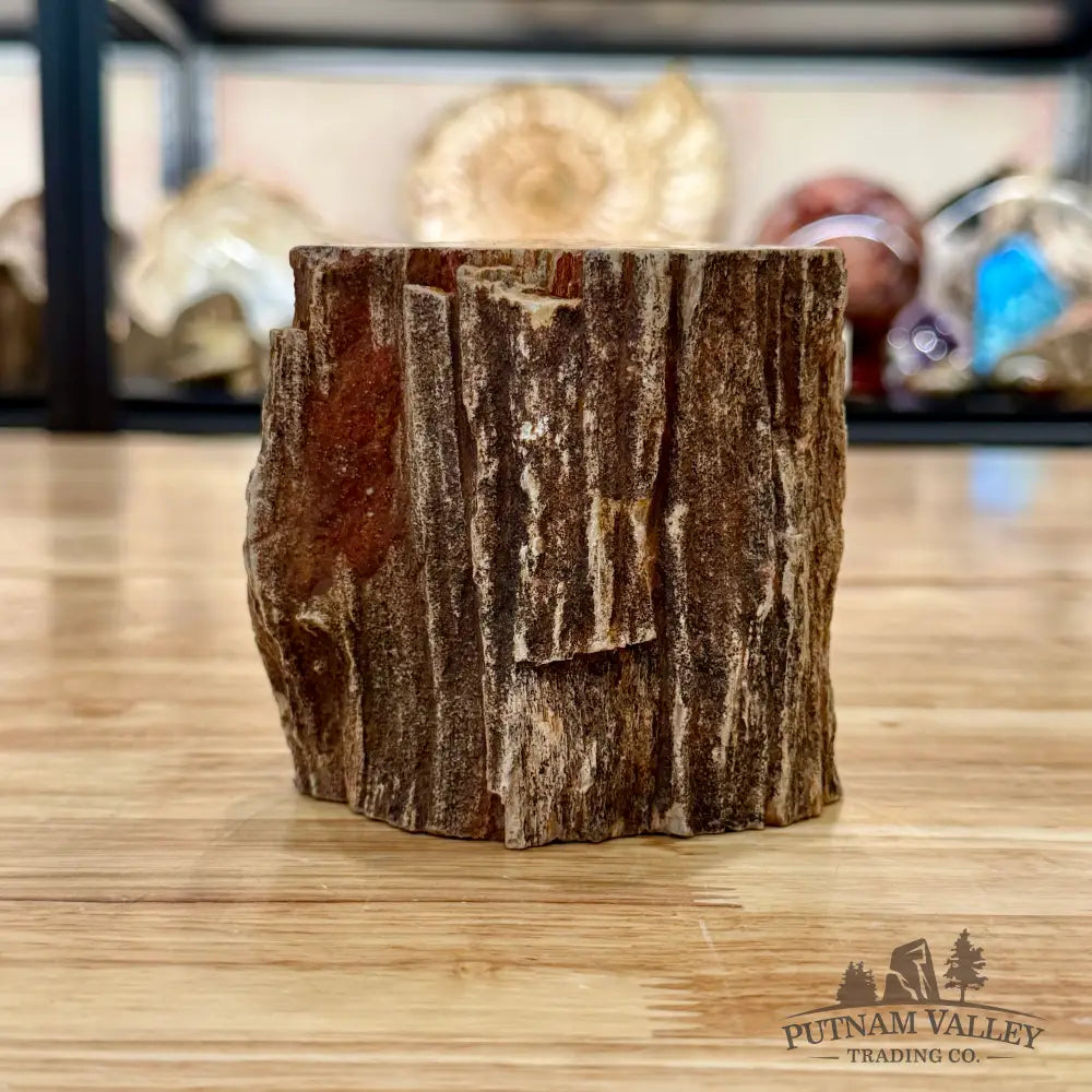 Petrified Wood Mini Stump Accent 3.7’’ - Accent