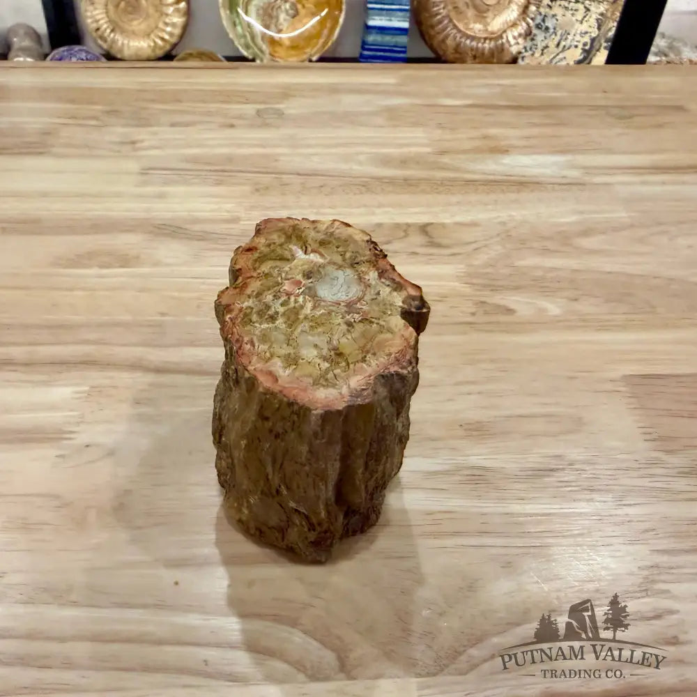 Petrified Wood Mini Stump Accent 3.7’’ - Accent