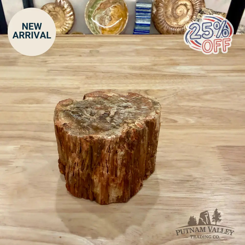 Petrified Wood Mini Stump Accent 3.8’’ - Accent