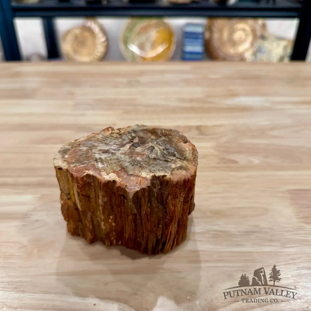 Petrified Wood Mini Stump Accent 3.8’’ - Accent