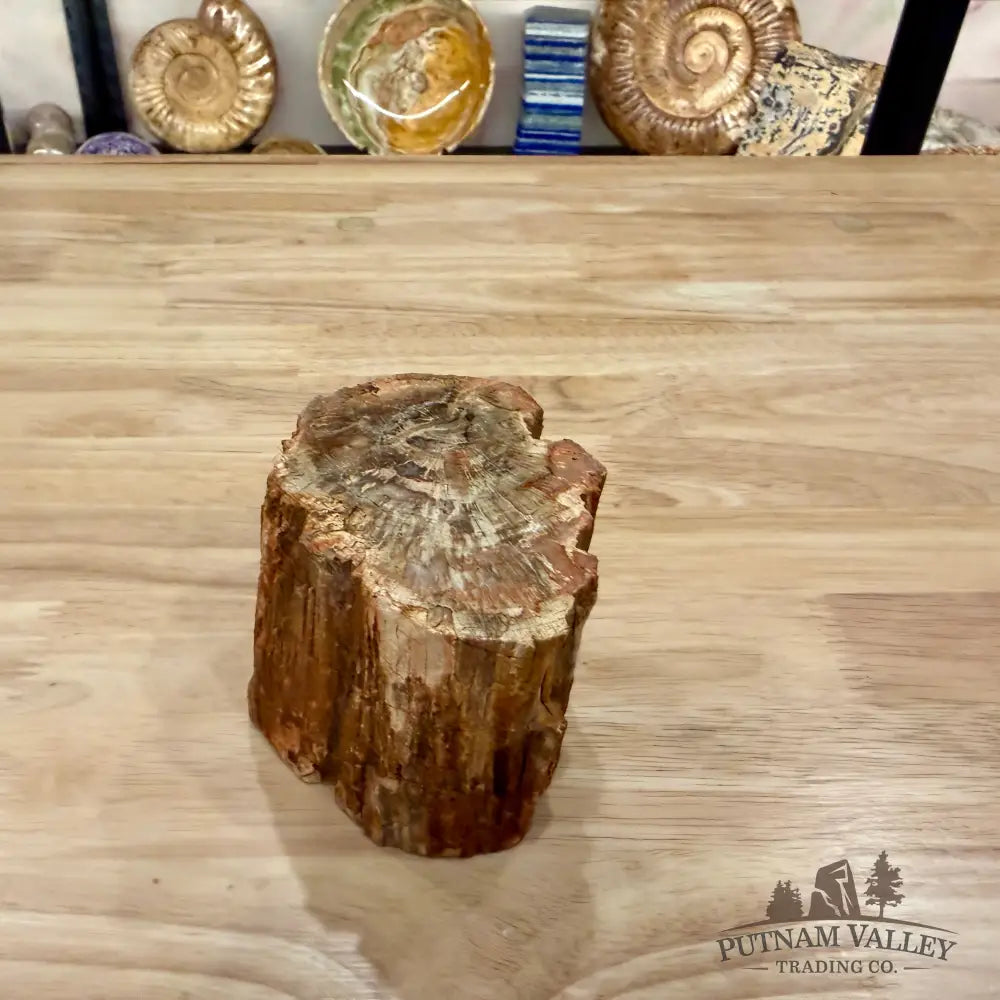 Petrified Wood Mini Stump Accent 3.8’’ - Accent
